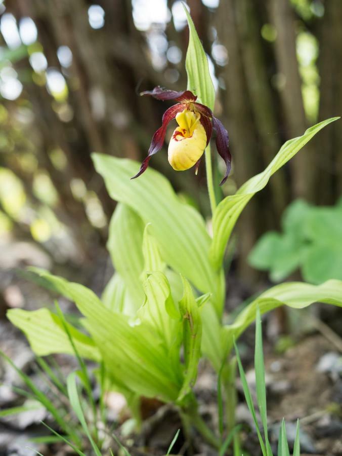 Ferienhaus Blumenparadies 施泰因茨 外观 照片