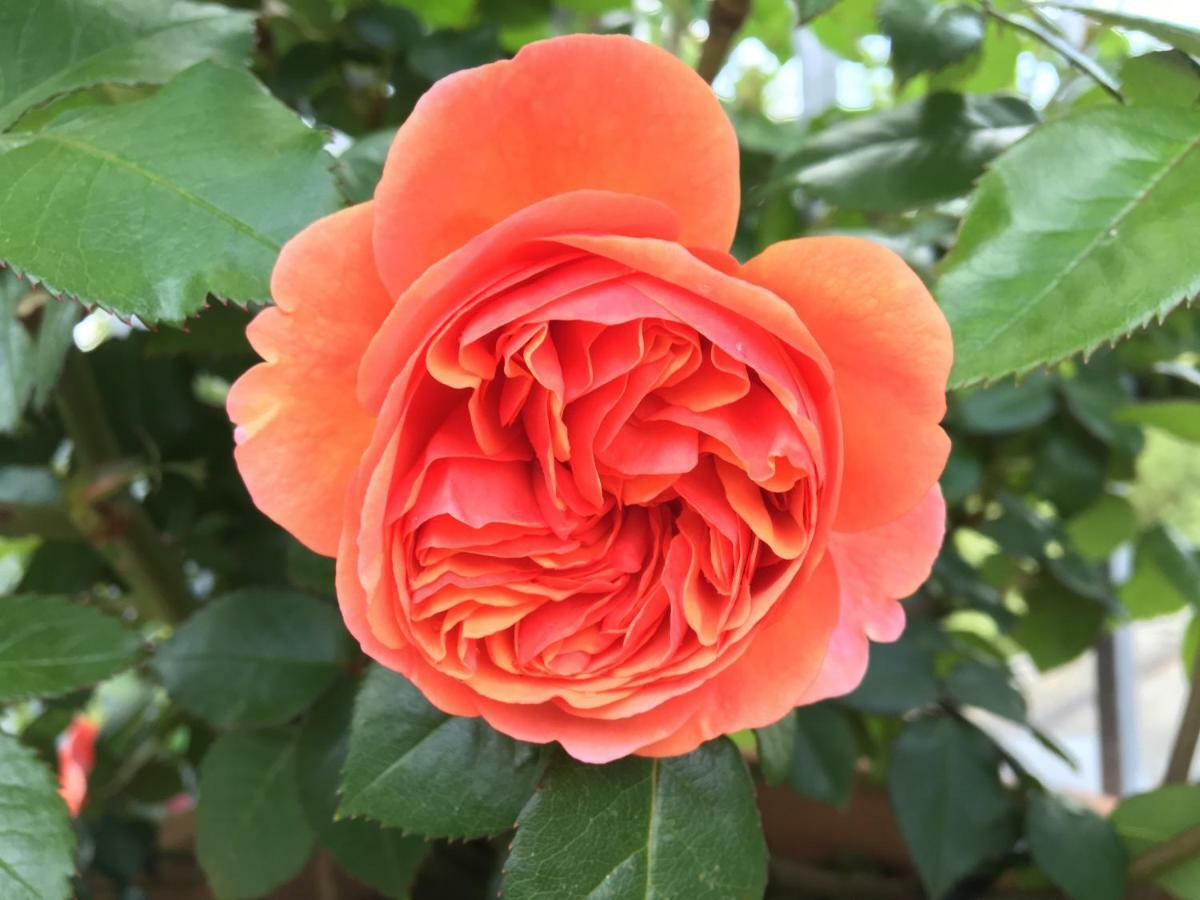Ferienhaus Blumenparadies 施泰因茨 外观 照片
